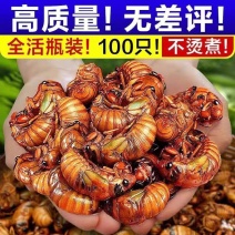 知了猴新鲜金蝉山东特产爬叉猴蝉蛹唐僧肉活体100只冷冻包