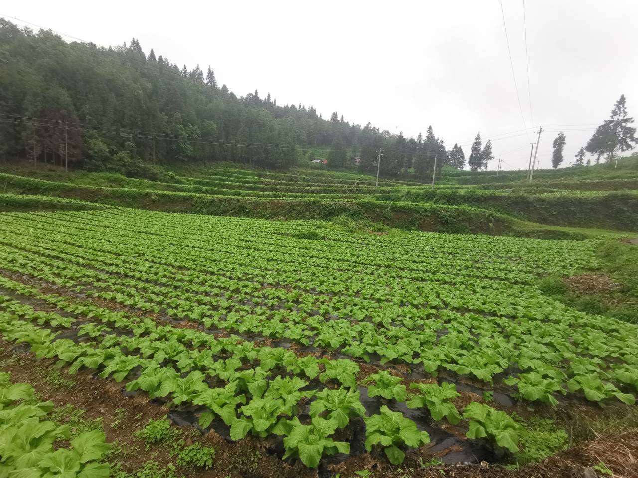 大片金黄色油菜花田