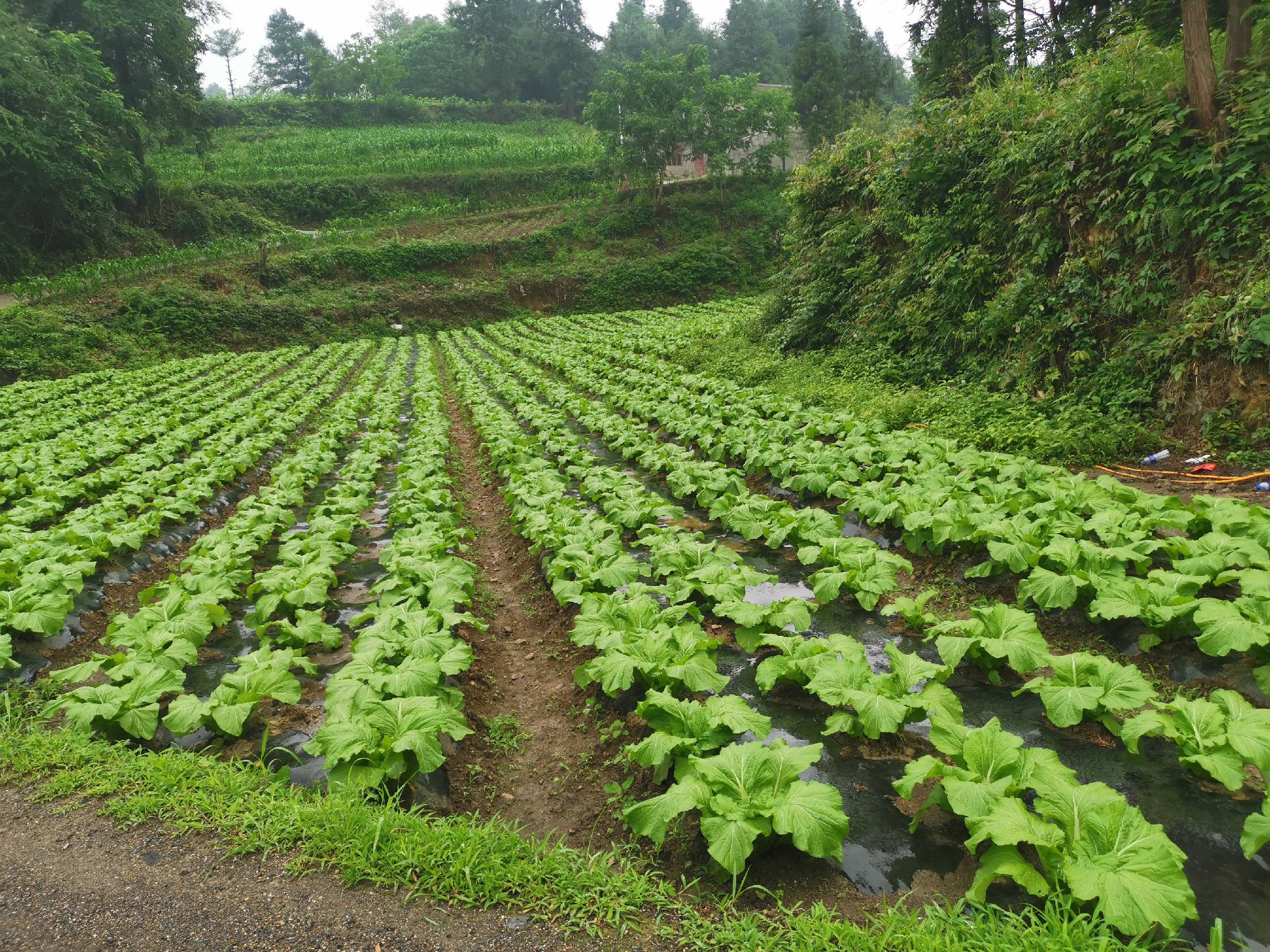 野油菜与油菜的对比图