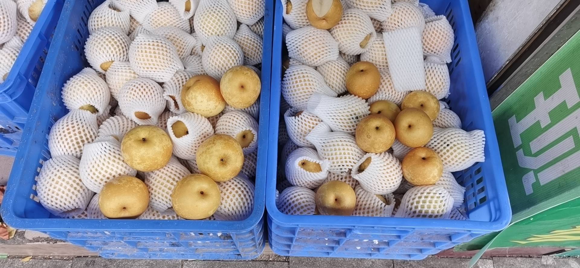 清晨采收场景中的果农与满筐水晶梨