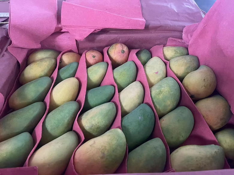 宽敞明亮的芒果加工车间,自动化传送带正在对台农一号芒进行分级筛选,工人身穿制服佩戴手套进行人工复检与真空包装;背景可见“绿色食品认证”标识与“出口备案基地”标牌,体现高标准生产流程 现代化芒果分拣包装车间内景