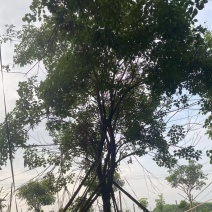 黄花风铃木20公分