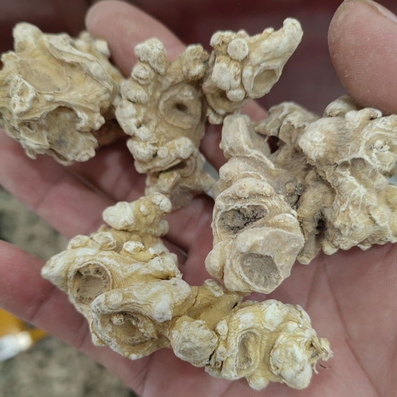 中药材批发竹节参 批发价格产地直售