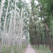 马齿笕