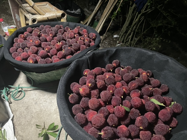 东魁杨梅果实特写