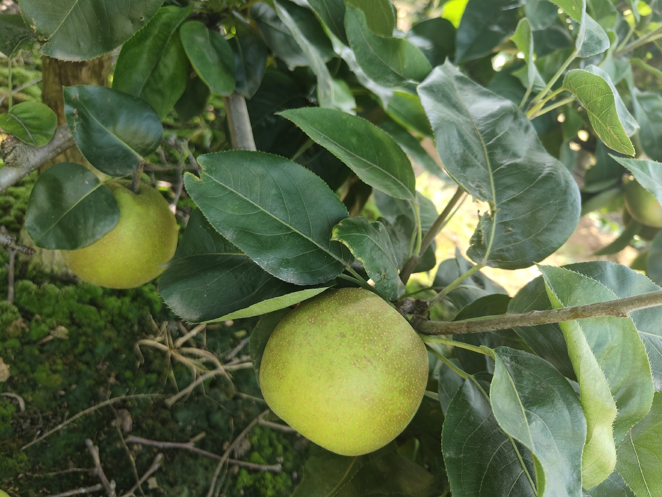 翠冠梨叶片上聚集梨木虱成虫和若虫的特写照片,显示叶片卷曲和蜜露分泌 翠冠梨梨木虱虫害图