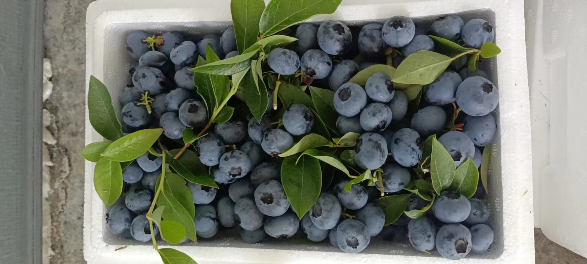 长白山蓝莓果园