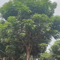 紫花风铃木
