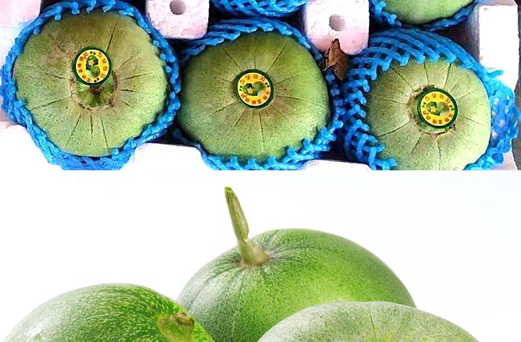 绿宝甜瓜采收分级现场特写