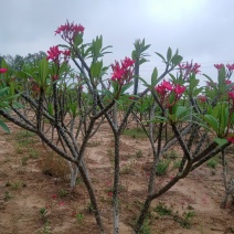 鸡蛋花.供应枝条.中苗等等