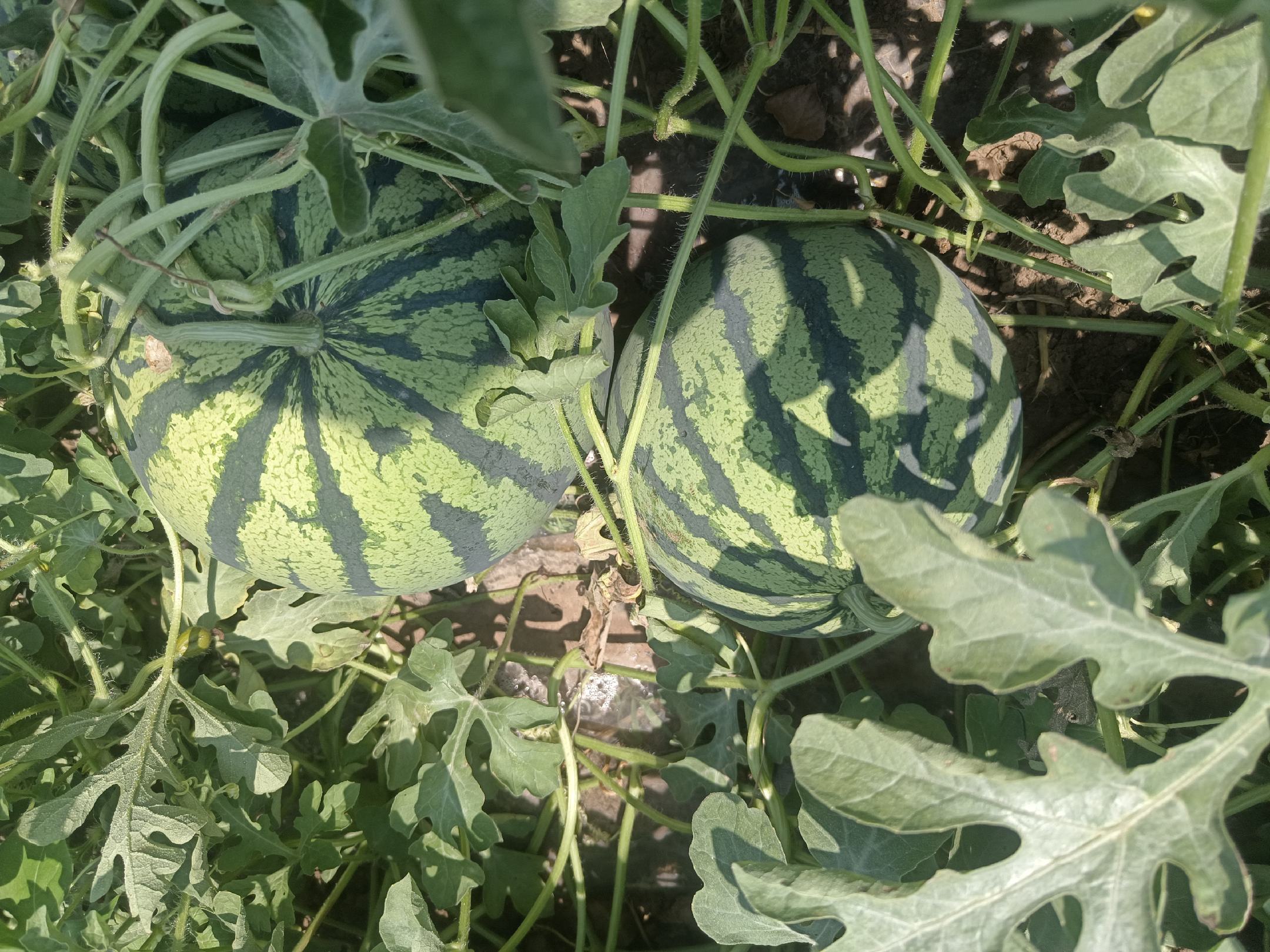 不同茬次西瓜糖度与气象因子相关性图表