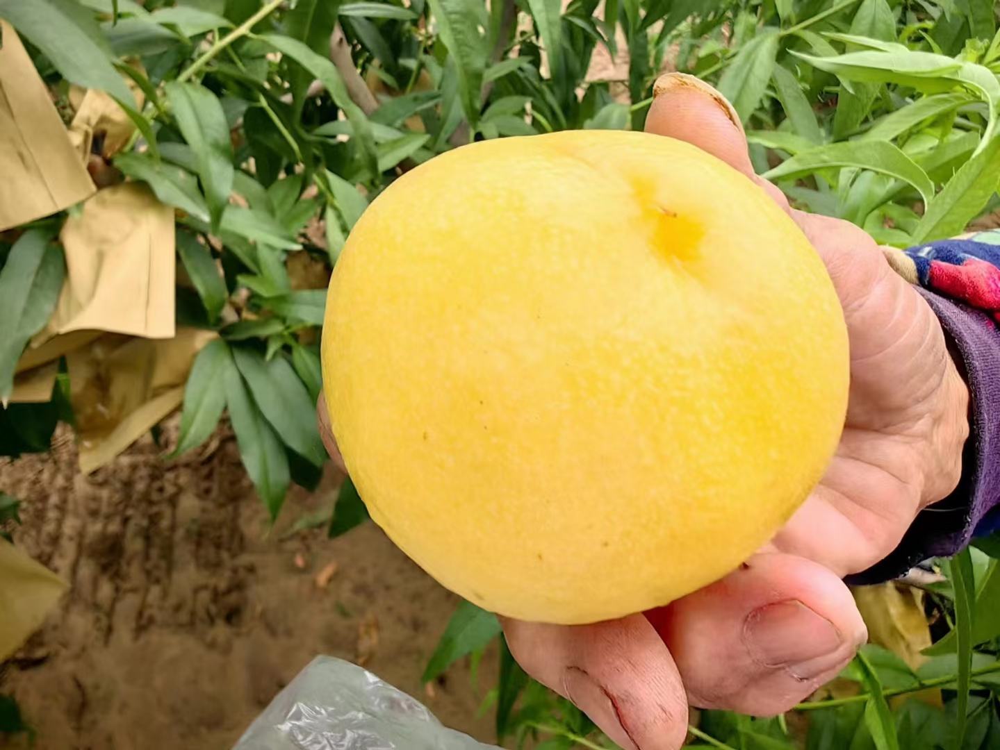 果农采摘黄桃特写