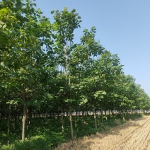 梓树，梓树10公分，12公分梓树，太康梓树价格