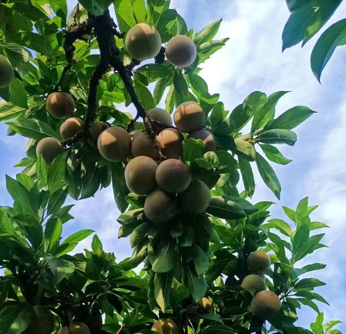 桃形李果园实景图