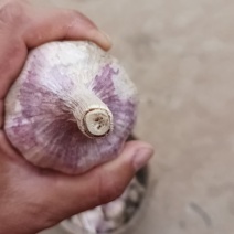 大名蒜黄料蒜黄蒜种蒜米料