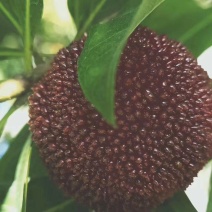 东魁杨梅