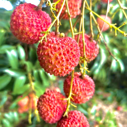 广西贵港麻垌荔枝价格行情走势 - 一亩田
