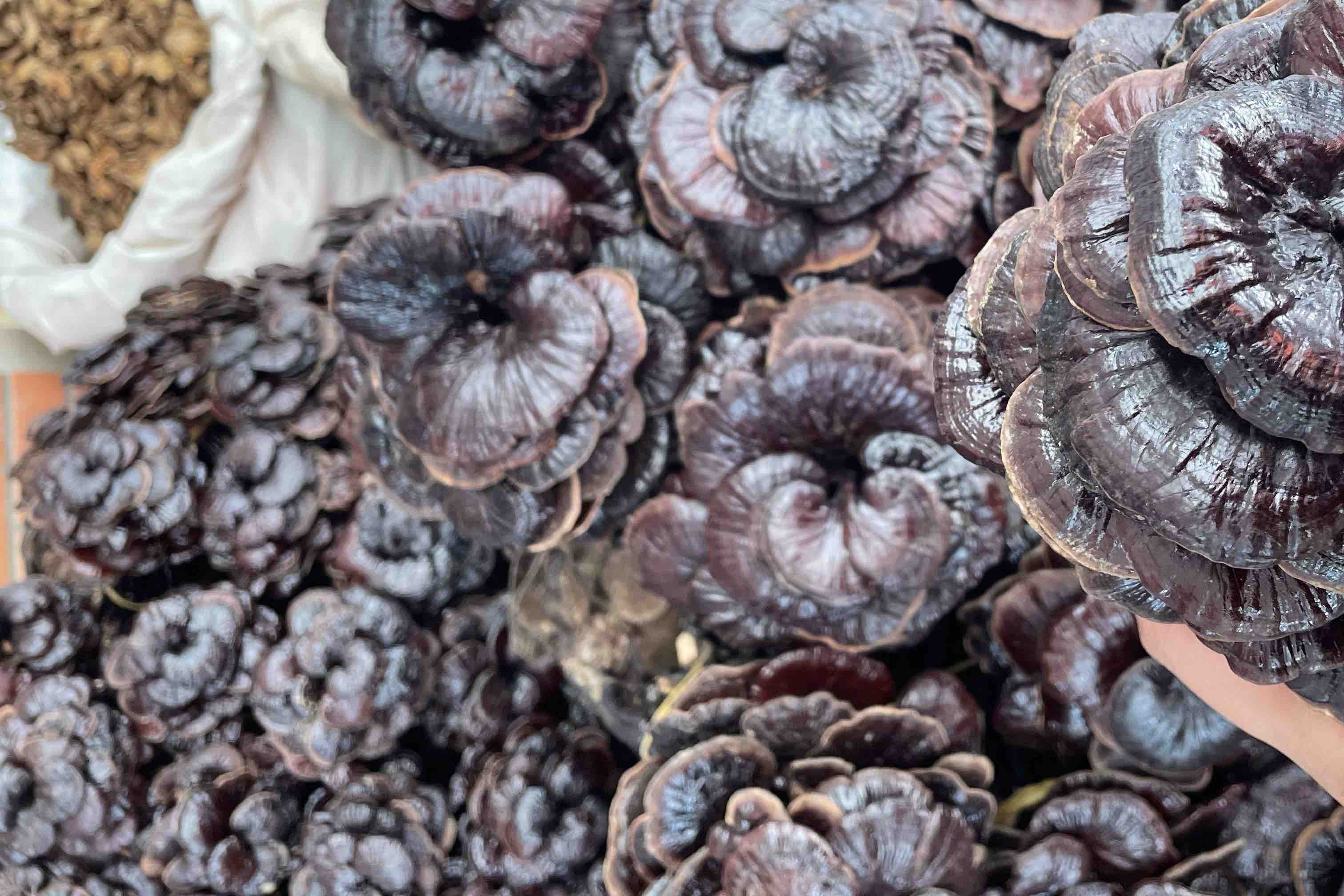 竹灵芝特写镜头展示其红褐色光泽表面和菌孔结构 竹灵芝的特写镜头