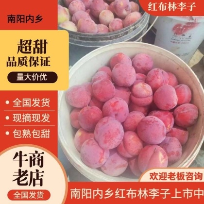 红布林红布林李子红宝石陕西周至李子个头大酸甜可口