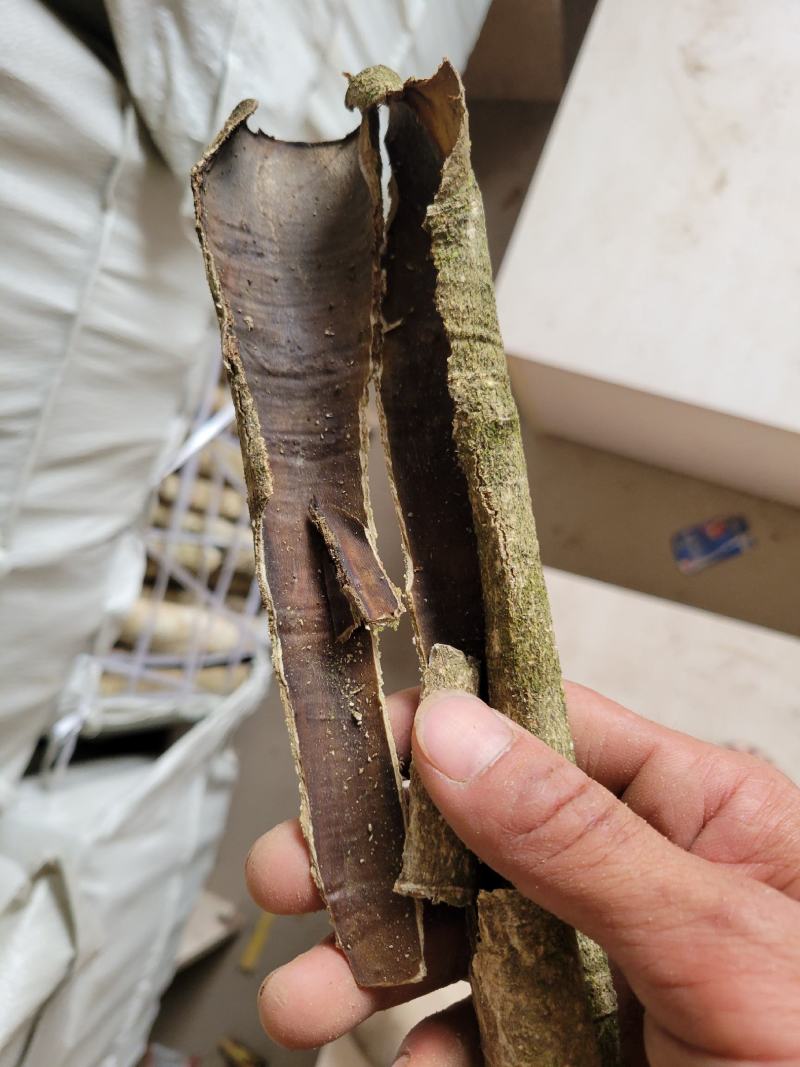 救必应榕胆木皮