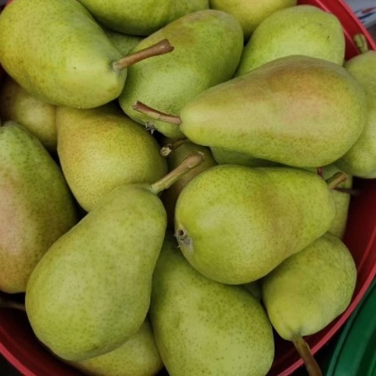 河南商丘夏邑县洋梨产地行情