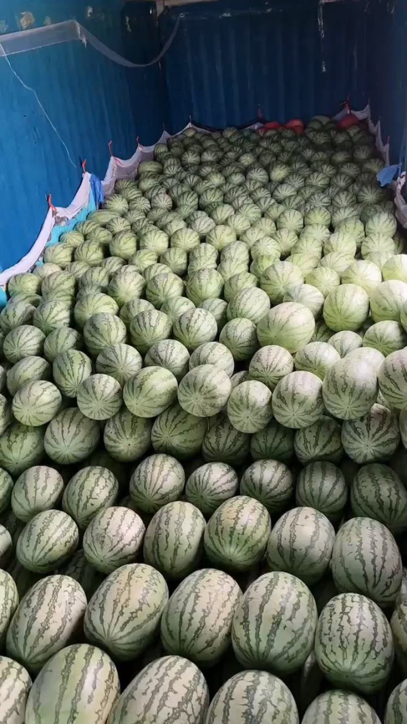 新疆昌吉西瓜 硒砂瓜 金城5号,石缝瓜 石头瓜 糖度高