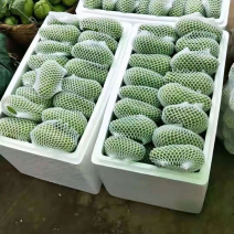 精品佛手瓜