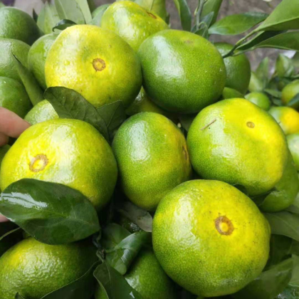 高山特早蜜橘 叶桔 果园发货 货源充足 欢迎订购柳叶桔,沃泔云南小叶