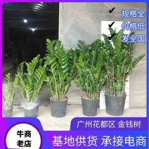 金钱树广州荔湾区基地批发全国量大从优，诚信经营，大小规格