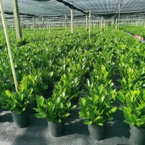 金钱树海南种植基地，本场有大量电商货，需要的可以联系我了