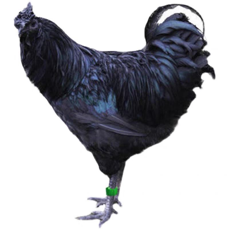 旧院黑鸡苗包防疫包成活率货到满意付款诚信至上孵化场