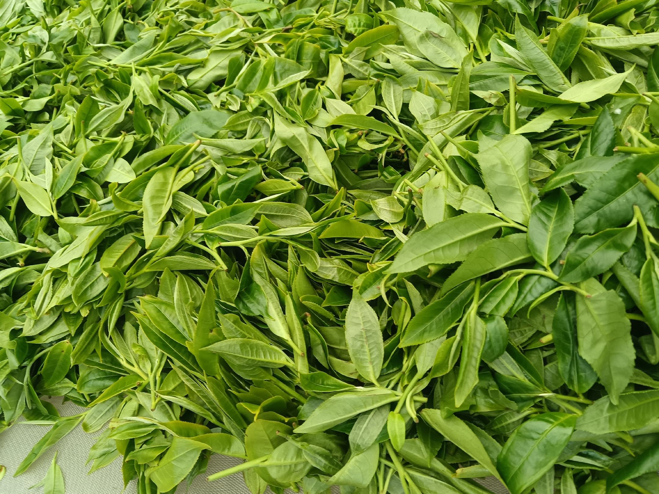 新鲜木瓜片与普洱茶叶混合泡制的茶饮,展示其自然健康的外观 木瓜与普洱茶叶的搭配图