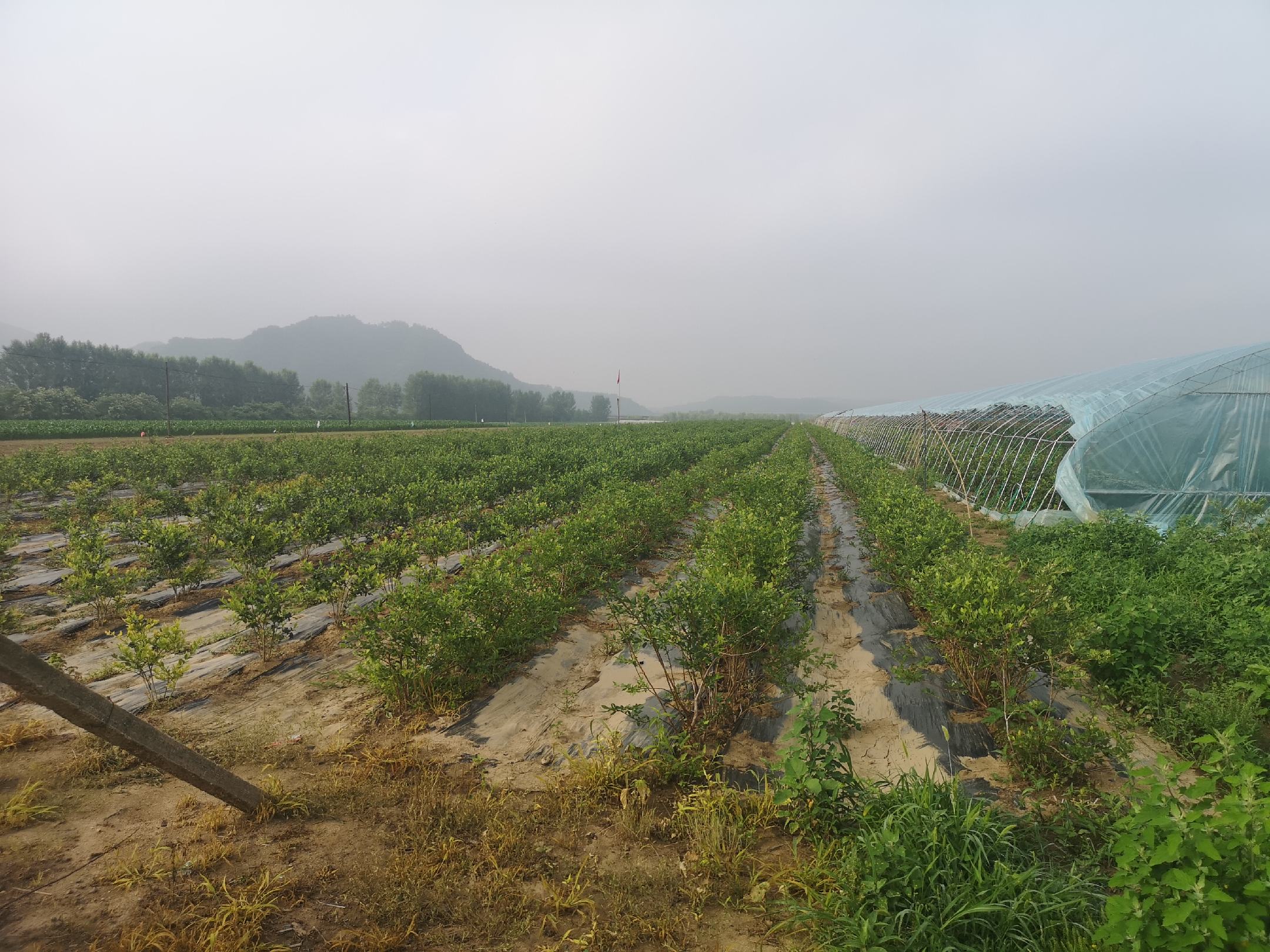 蓝莓种植地冬季覆盖保温