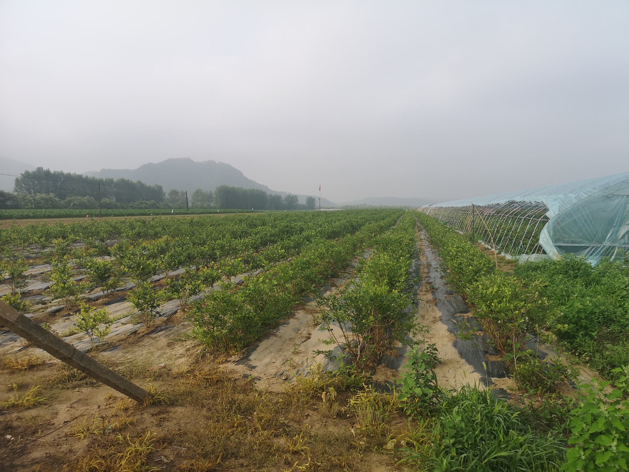 高原生态下的草莓种植基地,蓝天白云与绿色田野交织 红颜草莓与寻甸草莓种植基地航拍图