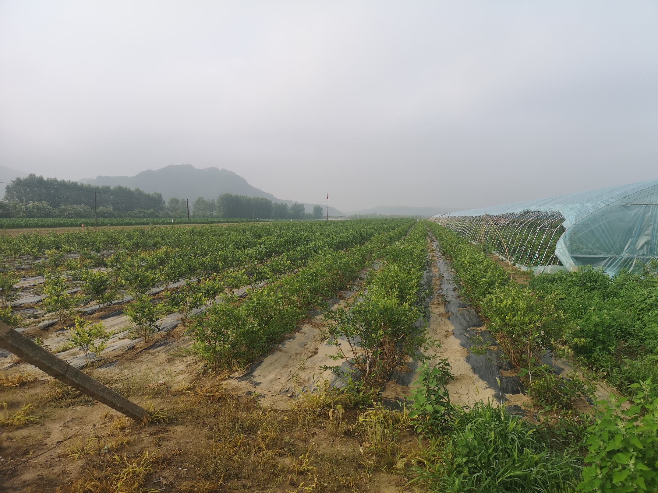 丹江口蓝莓基地航拍图