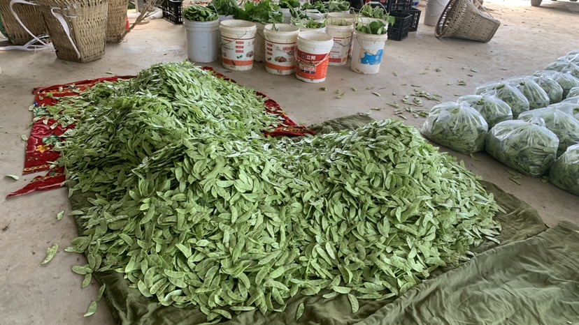 照片展示土耳其安纳托利亚高原上的红扁豆田,联合收割机正在进行作业,背景可见典型半干旱地貌与远处山脉,农民正在检查收获质量,地头堆放着标有‘Kayseri Develi – 2024 Harvest’字样的麻袋 土耳其红扁豆收获现场实景图