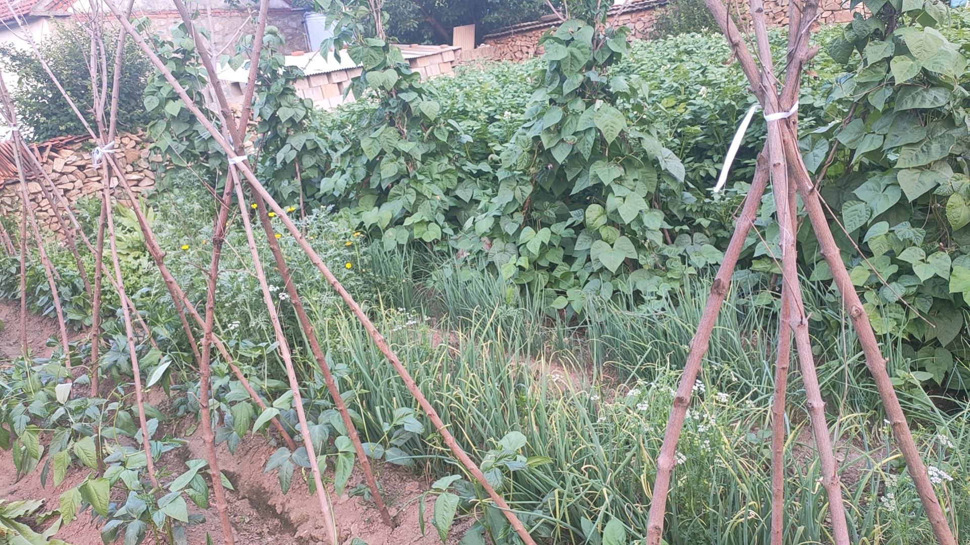 图中展示茼蒿与常见豆类(如大豆、红豆)在营养成分上的对比,包括蛋白质、纤维、维生素和矿物质含量 茼蒿与豆子的营养对比图