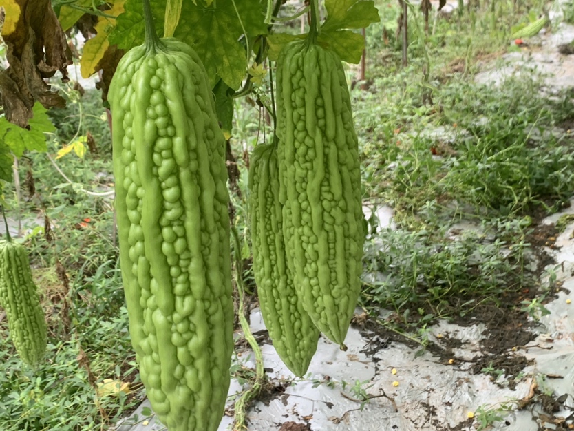 一根新鲜翠绿的苦瓜,表面有明显的瘤状突起,切开后露出红色包裹种子的瓤,背景为田园菜地,阳光明媚,体现原生态种植环境 苦瓜特写