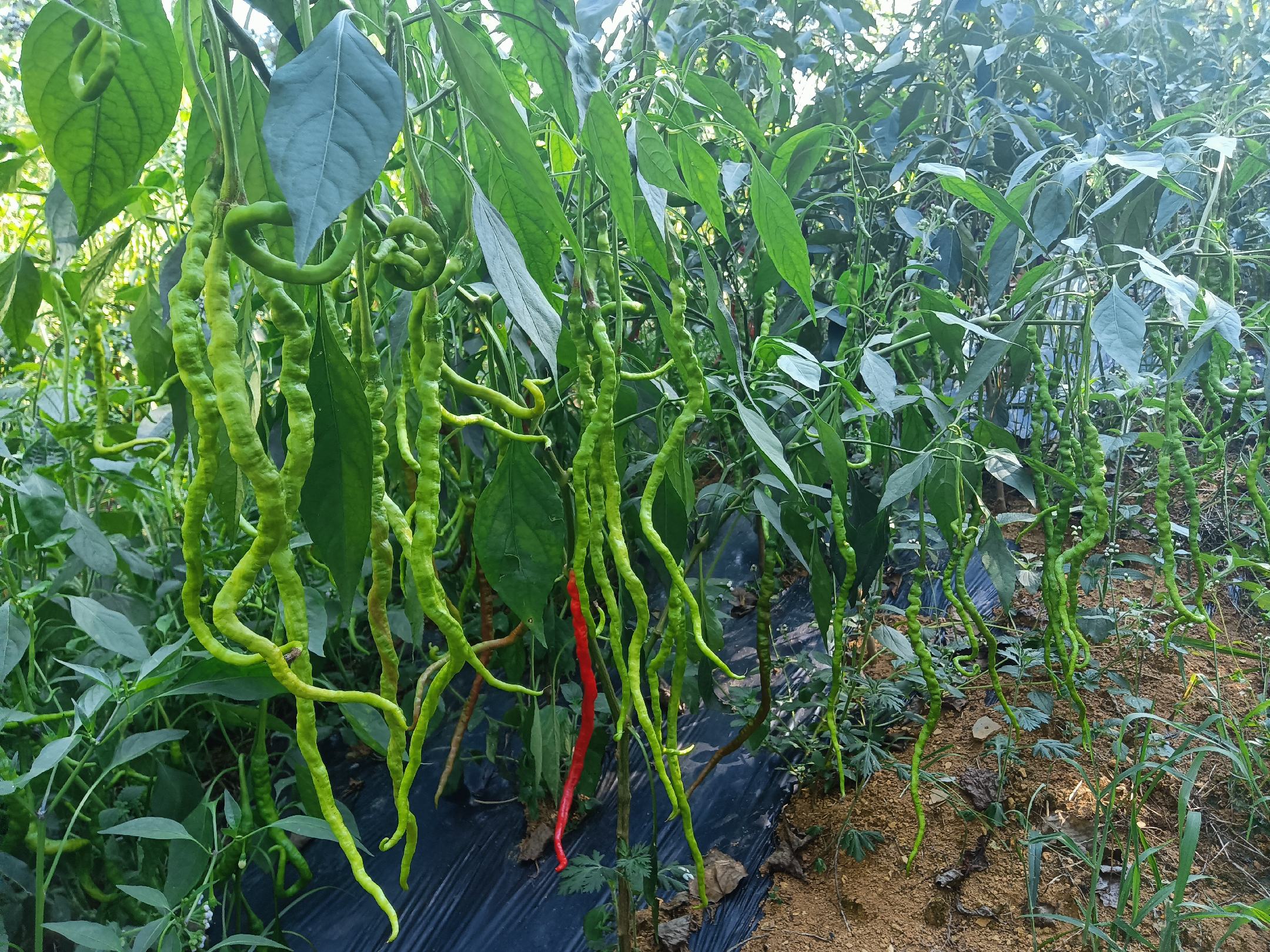 展示线椒从青果到红果的自然转变过程,果实颜色逐渐由绿色转为橙红至深红色 线椒从青果到红果的转变过程