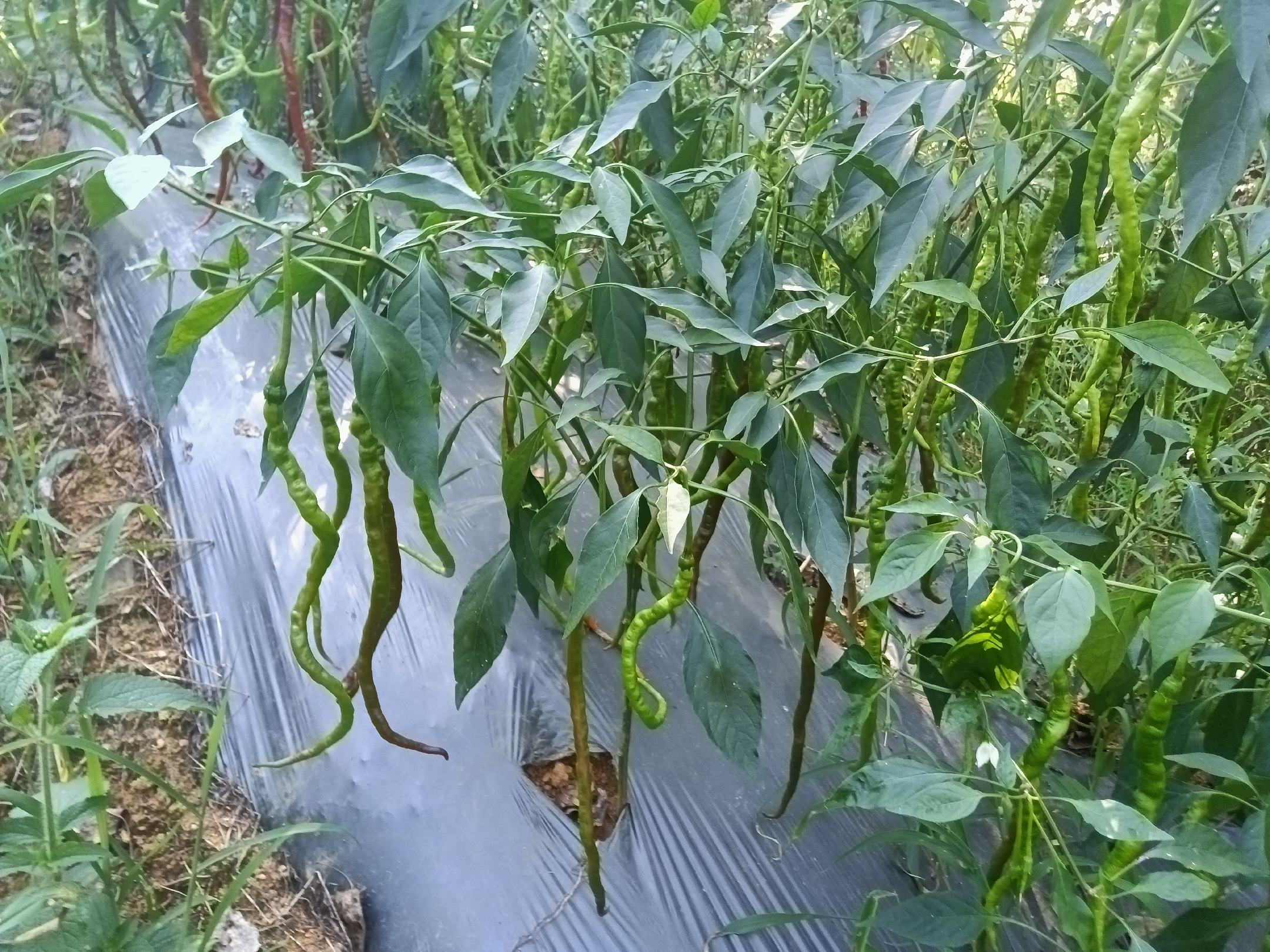 大棚内线椒植株生长状态实景图