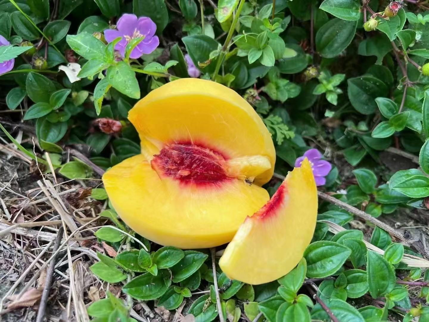 一个成熟的黄桃被横向切开,露出金黄色的果肉和中心的硬核,果肉饱满多汁,表面有自然纹理,背景为浅色木纹桌面,周围散落几片黄桃果肉和绿叶 黄桃剖面特写