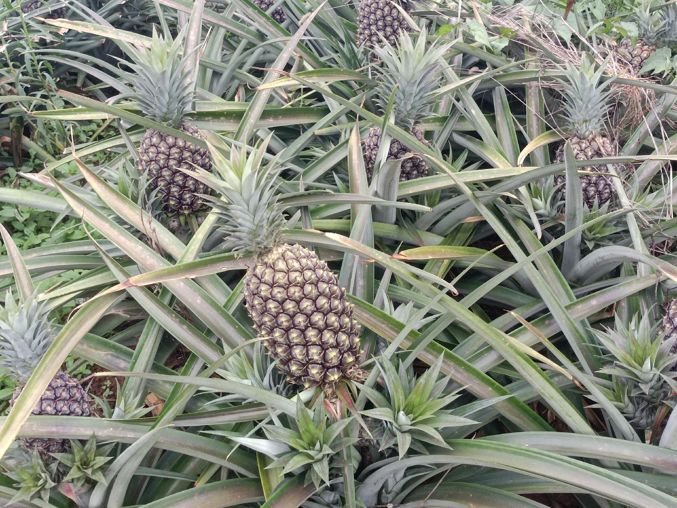 菠萝与凤梨市场销售对比图