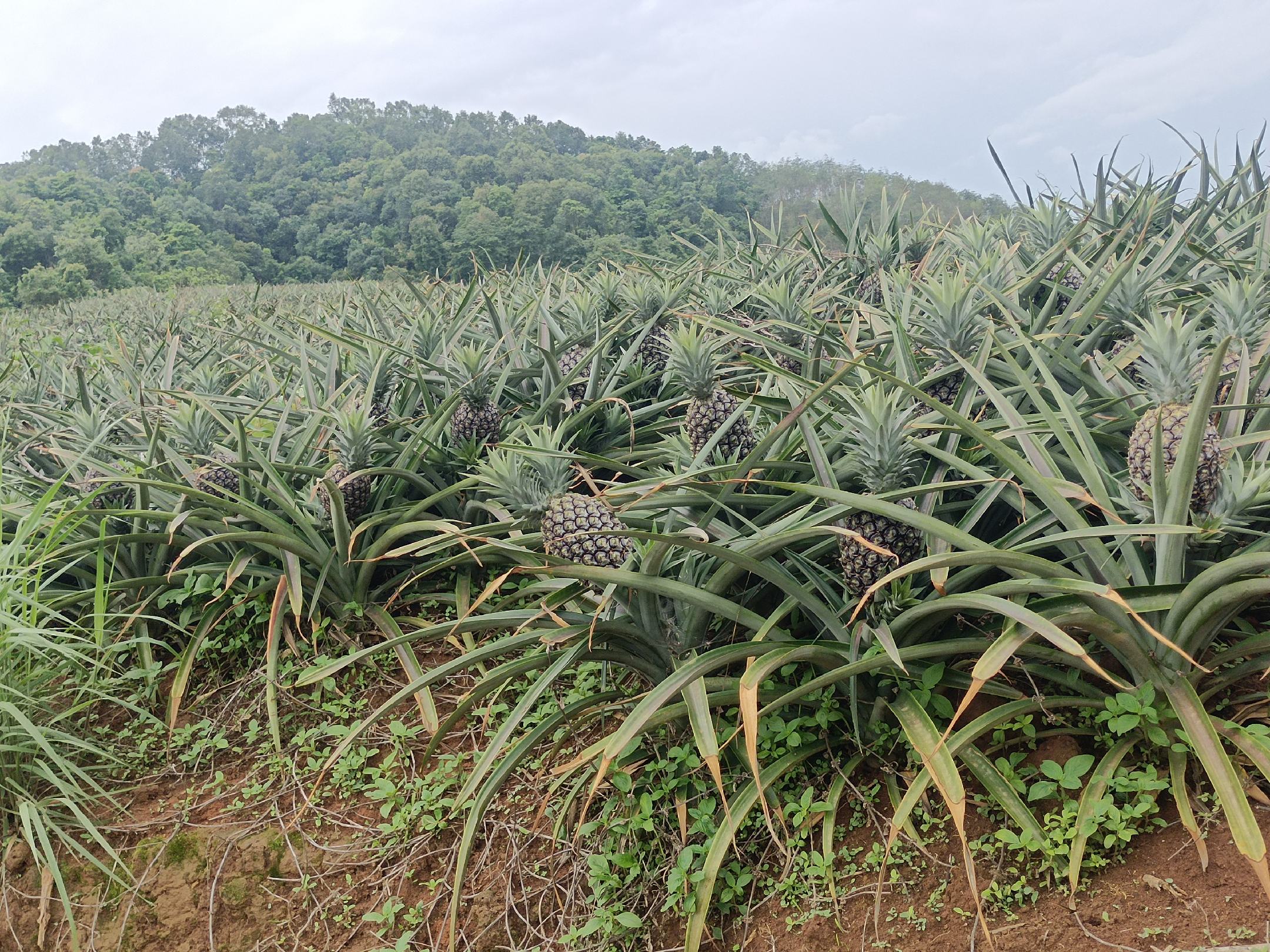金钻菠萝种植园