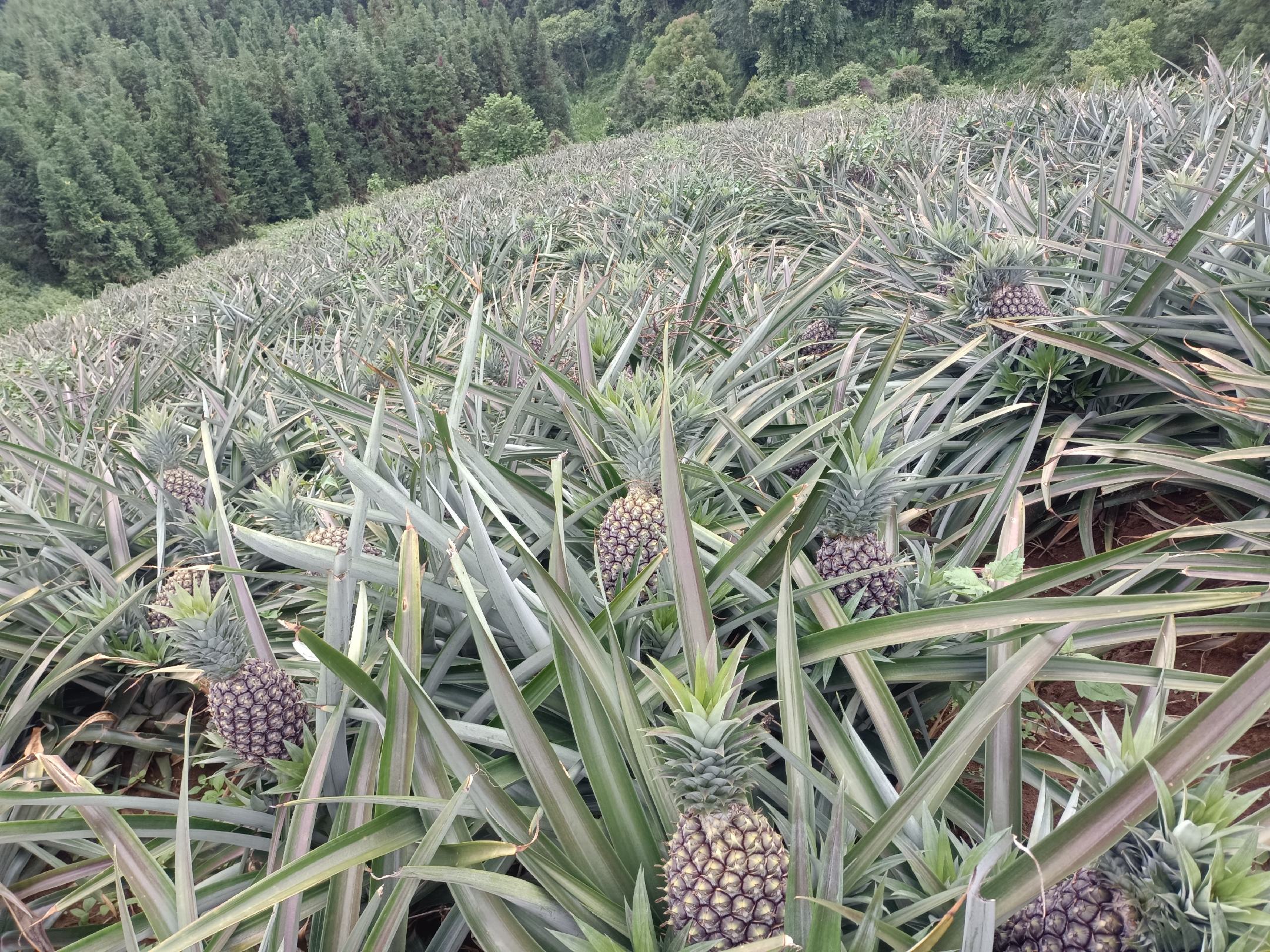 碧梨深加工产品展示图