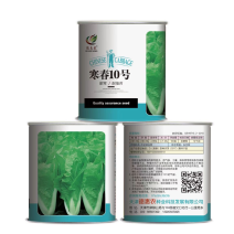 耐寒速生小白菜种子颜色翠绿叶多帮少白帮商品性好