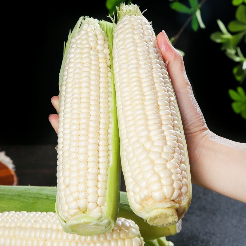嫩玉米新鲜玉米