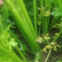 河南商丘夏邑西芹中小颗马上大量上市了需要联系