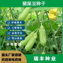 猪屎豆，灌木种子种四季易活灌木猪屎豆矿山护坡绿化园林造景