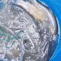 江西宜春精品草鱼产地直销质量保障对接全国欢迎订购