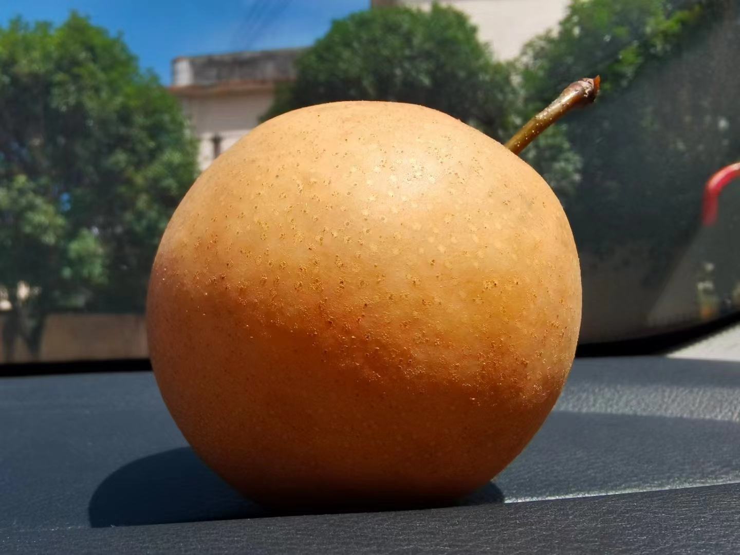 香梨果实在阳光下新鲜诱人